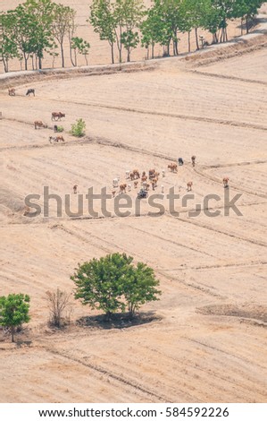Cows and Oxen on a dried field No.2