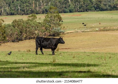 Cows In A Paddock At Tarrawarra, Victoria, Australia,