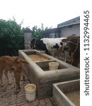 Cows in the park
