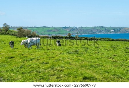 Cows in a pasture in the Cotentin in Normandy (France)