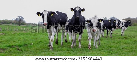 cows in the pasture. Germany