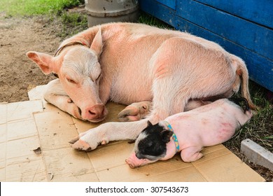 Cows and pigs are sleeping