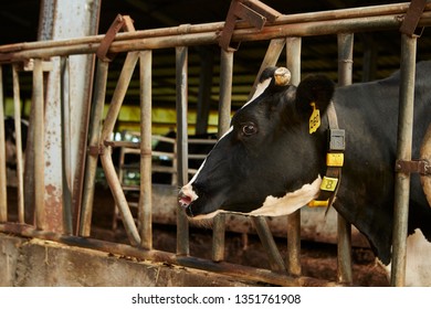 Cows in ranch 