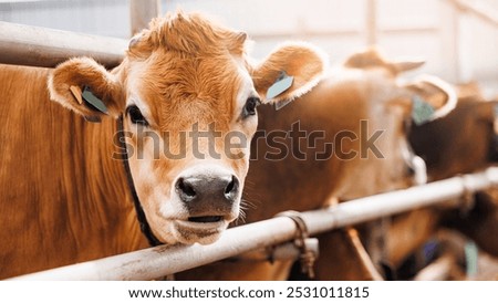 Cows red jersey with automatic collar. Banner modern farm dairy and meat production livestock industry.
