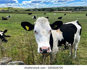 Cows Relaxing In A Large Open Field, With Trees And Hills, In The Far Distance Near, Wilsden, UK