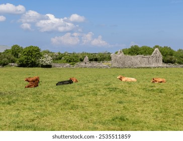 Cows rest on a green pasture near the ruins of Kilmacduagh Abbey in County Galway, Ireland. The medieval stone structures are set against a bright blue sky, highlighting the serene rural landscape - Powered by Shutterstock