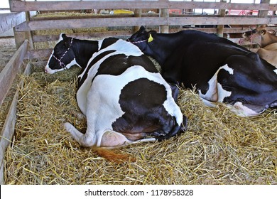 Cows resting and chewing their cud at the fair