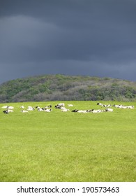 Cows resting during a Springtime storm