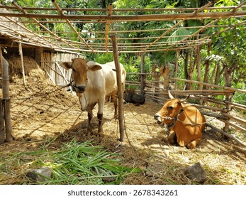 Cows resting and standing inside a simple bamboo cowshed on a sunny day.
