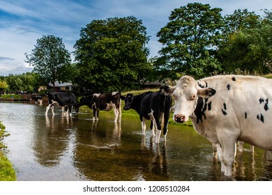 Cows And The River Stour In Dedham