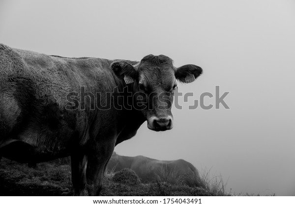 Cows in the road Pico
Island, Azores.