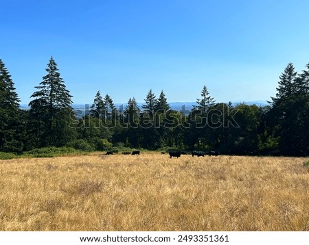 Cows roaming in a field.