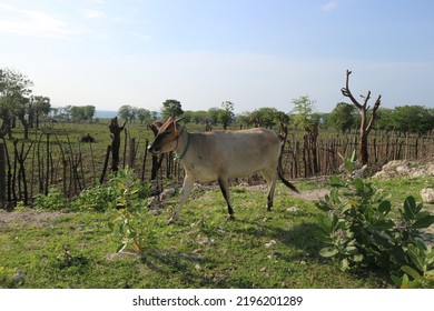 A Cows Running On The Field's Side