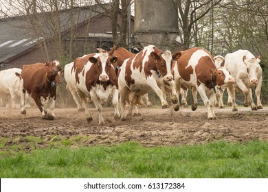 Cows Running Outwards