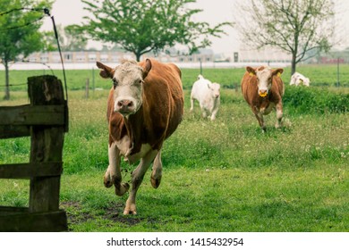 Cows Running Towards Observer At Pasture