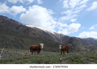 Cows And Scenic Russian Nature Of Altai Krai, Russia. Mountains With Snowy Peaks. Landscape, View, Scenery, Landmark Of Altai Krai, Russia. Tourism, Travel In Altai Krai. Altai Hiking. Altay Animals