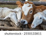 Cows and Sheep (İnek ve Koyunlar) Together Inside the Fences Photo, Uskudar Istanbul, Turkiye (Turkey)