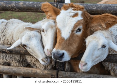 Cows and Sheep (İnek ve Koyunlar) Together Inside the Fences Photo, Uskudar Istanbul, Turkiye (Turkey)