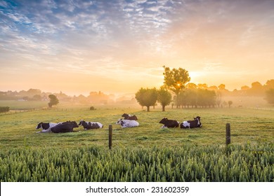 Cows sleeping in a farmfield during a dramatic sunrise. Photograph was taken near Mater in the Flemish Ardennes, Belgium.