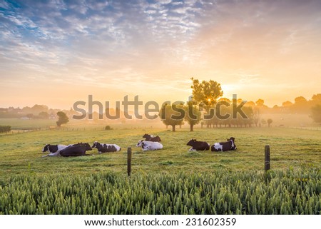 Cows sleeping in a farmfield during a dramatic sunrise. Photograph was taken near Mater in the Flemish Ardennes, Belgium.