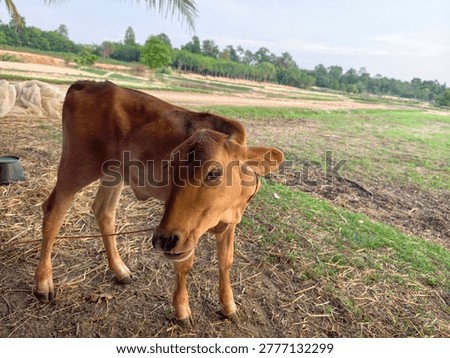 The cows are small because they are sick and malnourished.