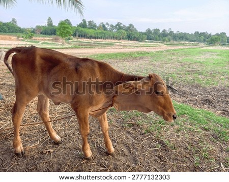 The cows are small because they are sick and malnourished.