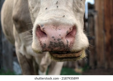 Cow's snout nose close-up. Chewing cattle