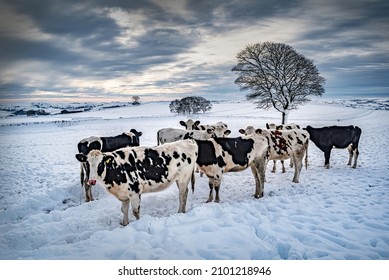 Cows in a Snowy Field with Trees - Powered by Shutterstock