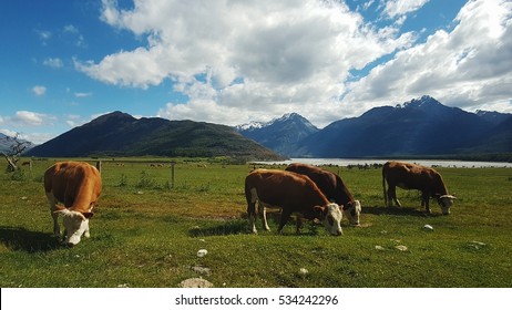 Cows, South Island, New Zealand 