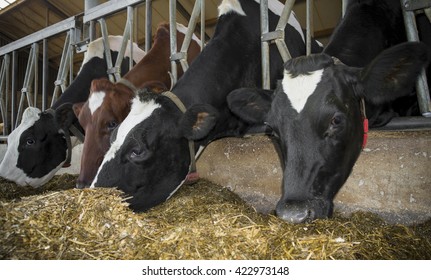 Cows In A Stable Eating Silage