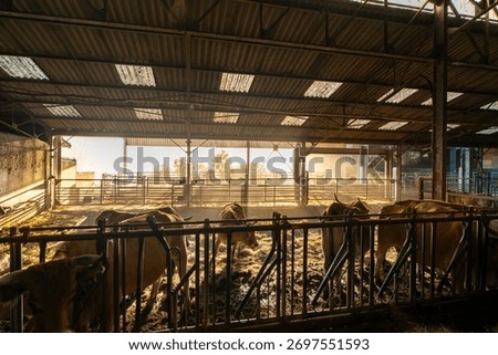 Cows in a stable with glowing monring light and fog. Beauty on farming with traditional cow race 