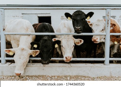 Cows in the stable. A mix of different cow breed looking at the camera. Curious animals. 