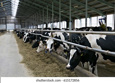 Cows in a stable on a dairy farm.