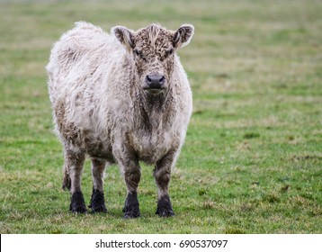 Cows standing in field