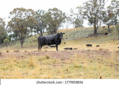 Cows standing in field in country New South Wales, Australia