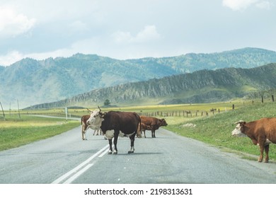 Cows Standing On A Mountain Road. Cattle Crossing Road - Road Hazard Concept