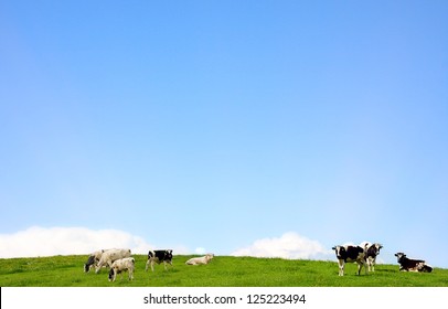 cows standing on a pasture and blue clear sky