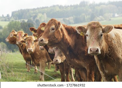 cows standing in a row in a pasture