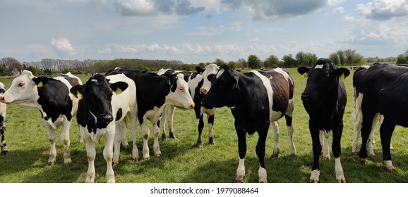Cows in stock farm production field  - Shutterstock ID 1979088464