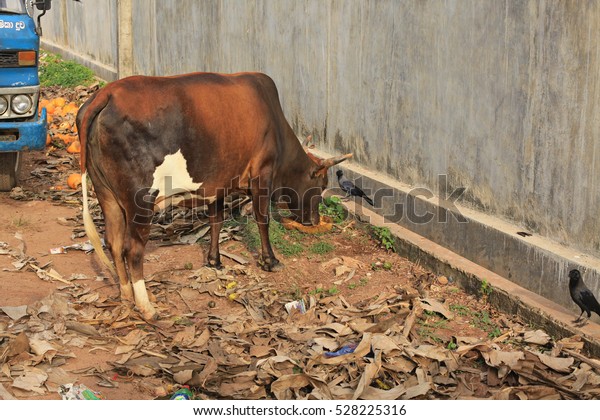 Cows in the\
streets of indian towns and\
villages