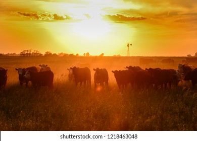 Cows at sunset in La Pampa, Argentina - Shutterstock ID 1218463048