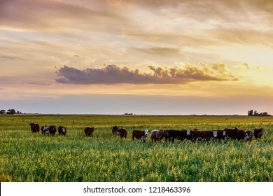 Cows at sunset in La Pampa, Argentina - Shutterstock ID 1218463396