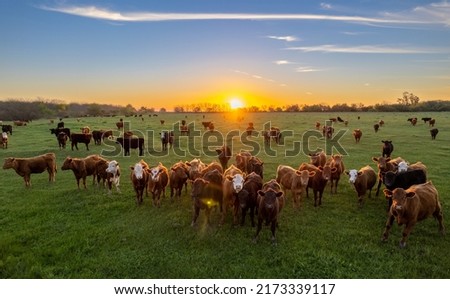 Cows at sunset in La Pampa, Argentina. The sun sets on the horizon as cattle graze in the field.