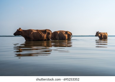 Cows Swim In Paliastomi Lake, Samegrelo, Geogria.