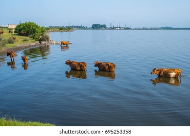 Cows Swim In Paliastomi Lake, Samegrelo, Geogria.