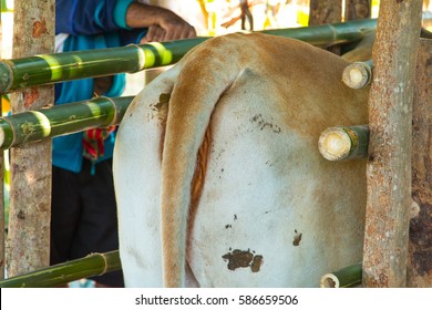 cows in thailand,artificial insemination fertilization at agriculture reproduction farming