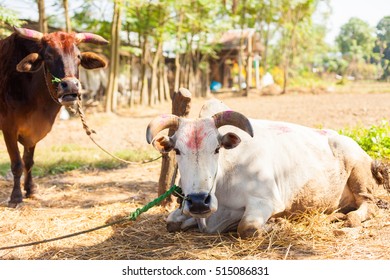 Cows With 'tika' Markings For Tihar Festival In Nepal