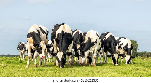 Cows together grazing in a field, happy and joyful and a blue sky, herd of heifer in a row next to each other in a green meadow