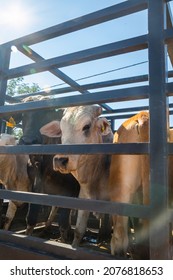 Cows Transported In A Rail Truck