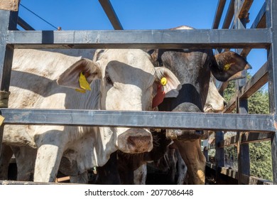 Cows Transported In A Rail Truck